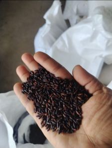 Organic black rice