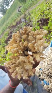 Natural Dried Coralline
