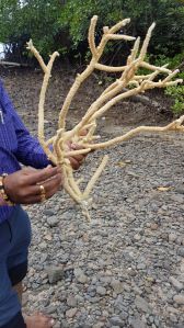 Natural Dried Coralline