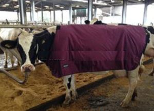 Cow Winter Blankets