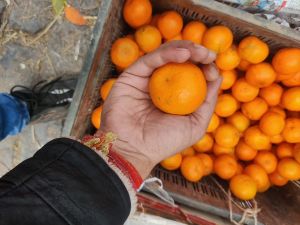 Darjeeling sweet orange