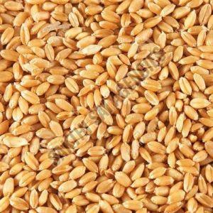 Brown Wheat Seeds