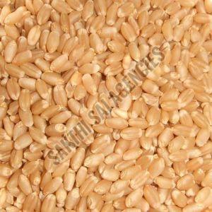 Dried Wheat Seeds