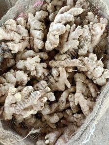 Fresh Yellow Turmeric Finger