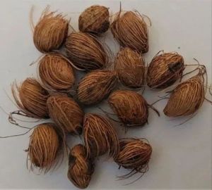 Areca Palm Seeds