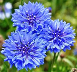 Blue Corn Flower Seeds