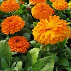 Calendula Flower Seed