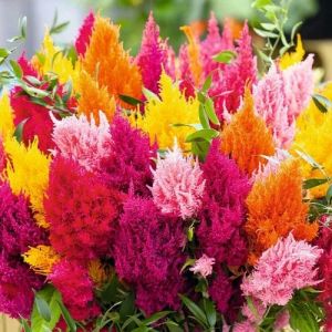 Celosia Flower Seed