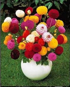 Chrysanthemum Flower Seeds