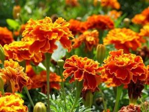 French Marigold Flower Seeds