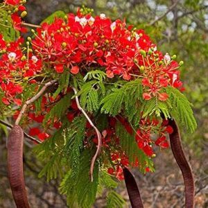 Gulmohar Flower Seeds