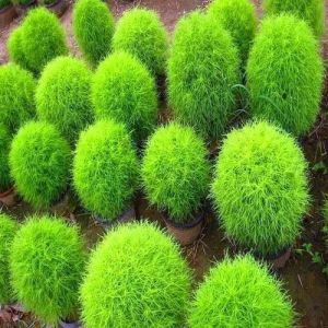 Kochia Flower Seeds