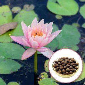 Lotus Flower Seeds