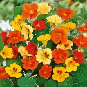 Nasturtium Flower Seeds