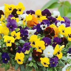 Pansy Flower Seeds