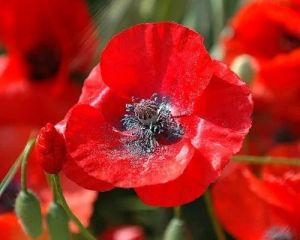 Red Flower Seeds