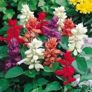 Salvia Flower Seed