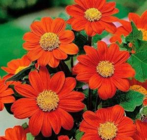 Tithonia Flower Seeds