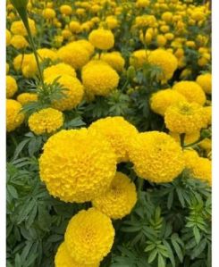 Yellow Marigold Flower Seeds