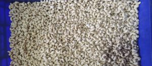 W320 Split Cashew Nuts