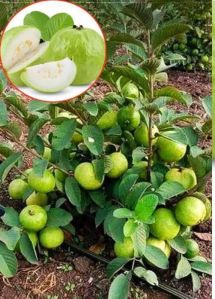 HYBID THAI 7 GUAVA PLANT