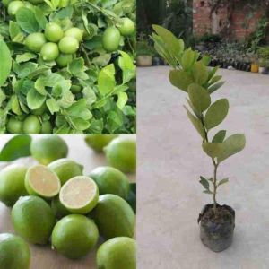 Seedless Lemon Plant