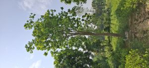 Peepal Plants