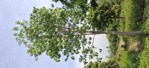 Peepal Plants