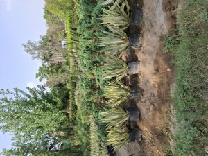 Farkeria Plants