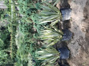 Farkeria Plants