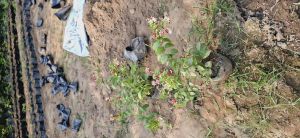 Madhumalti Dwarf Plants