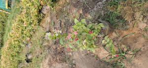 Madhumalti Dwarf Plants