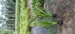 Spider Lily Plants