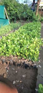 Longan Grafted Plants