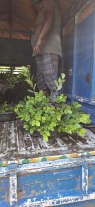 Longan Grafted Plants