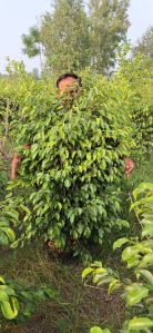 Black Ficus Plants