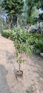 Kalapatti Chiku Plants