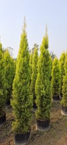 Golden Cypress Plants