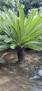 Circus Palm Plants