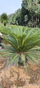 Circus Palm Plants