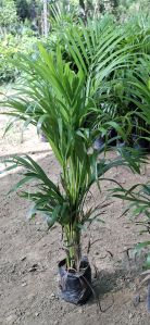 Areca Palm Plants