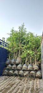 Green Ficus Plants