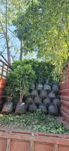 Red Machira Plants