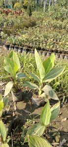Variegated Cena Plants