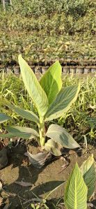 Variegated Cena Plants