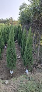 Juniper Plants