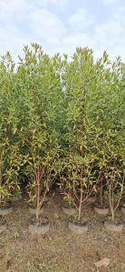 Conocarpus Plants