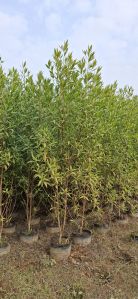 Conocarpus Plants