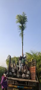 Bottle Palm Plants