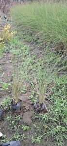 Fountain Grass Green and Red Plants